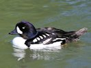 Barrow's Goldeneye (WWT Slimbridge May 2015) - pic by Nigel Key